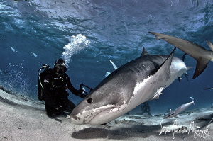 Theres nothing like a big Tiger Shark stirring up the act... by Steven Anderson 